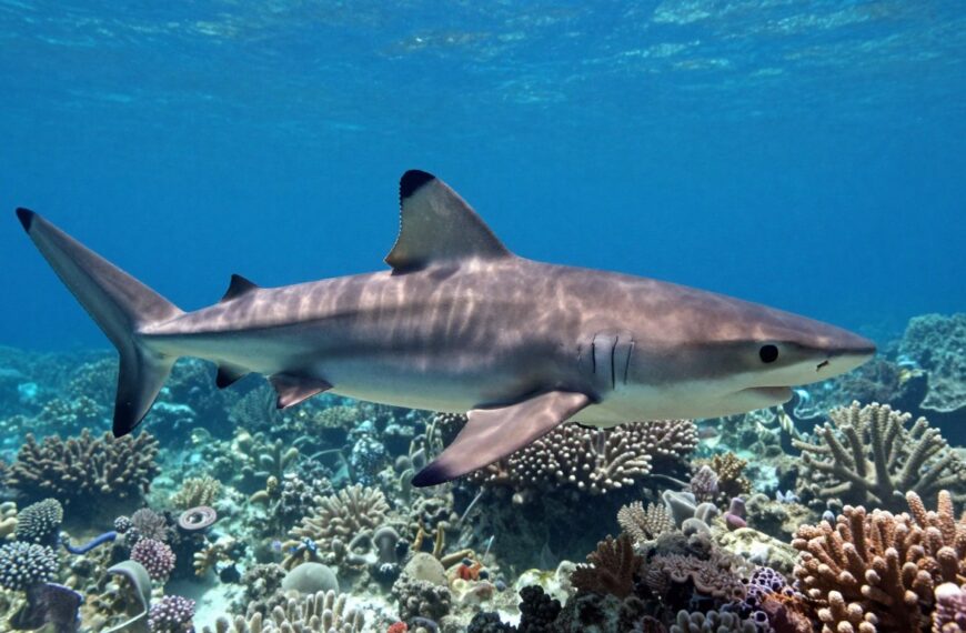 Tajlandia i Bali: Czy są rekiny, węże i pająki?