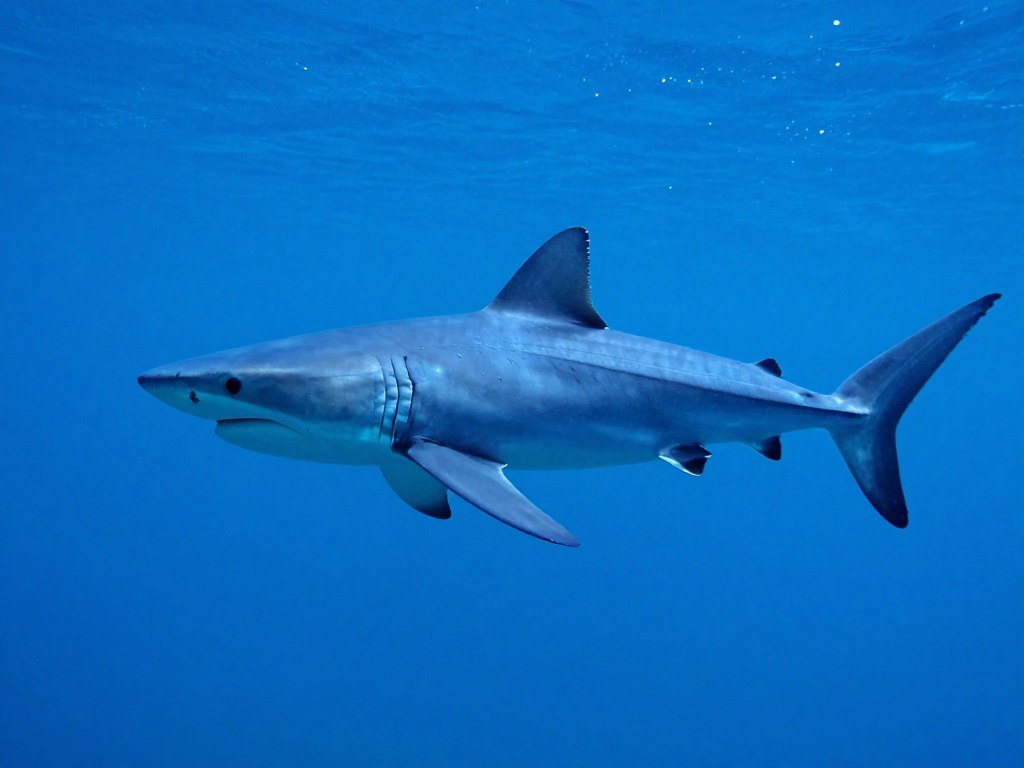 Rekin żarłacz błękitny pływający w Adriatyku - czy w chorwacji są rekiny i jadowite pająki?