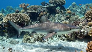 Rekiny w Morzu Czerwonym - czy w egipcie są rekiny i węże? Bezpieczeństwo w wodzie