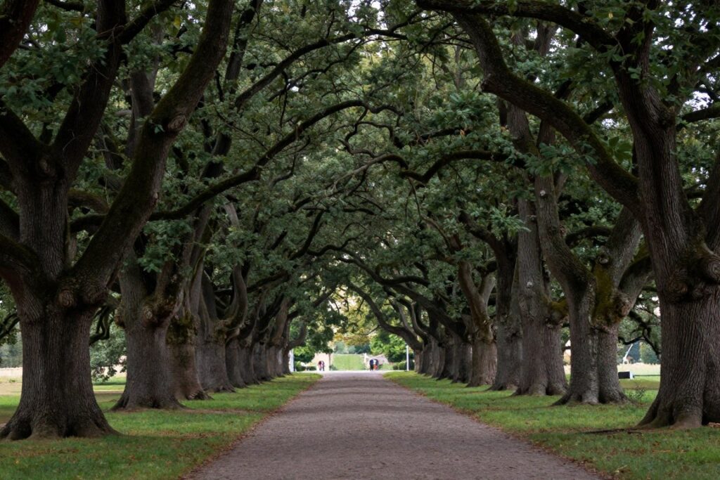 Historyczne aleje dębowe w Sztynorcie Historyczne aleje dębowe w Sztynorcie